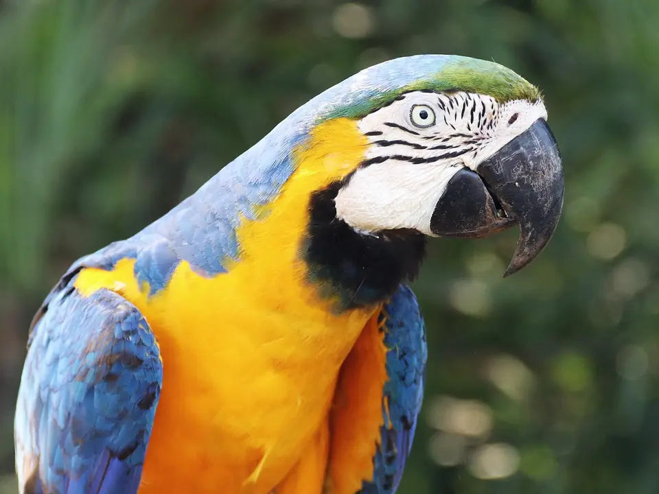 Guacamayo azul y amarillo, ave del Pantanal